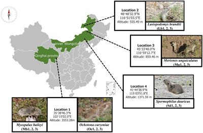 Gut microbiota facilitates adaptation of the plateau zokor (Myospalax baileyi) to the plateau living environment